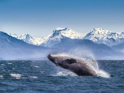 alaska whale watching