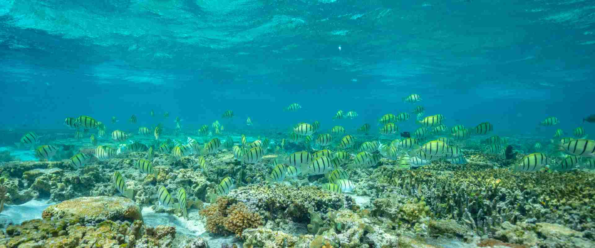 australian cruises great barrier reef