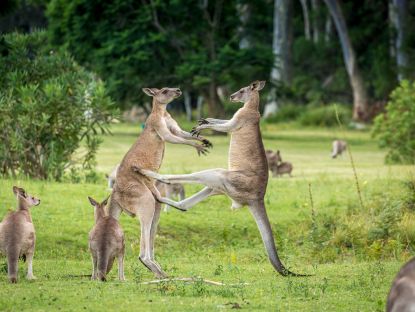 kangaroo in australia