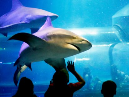 oklahoma aquarium tulsa