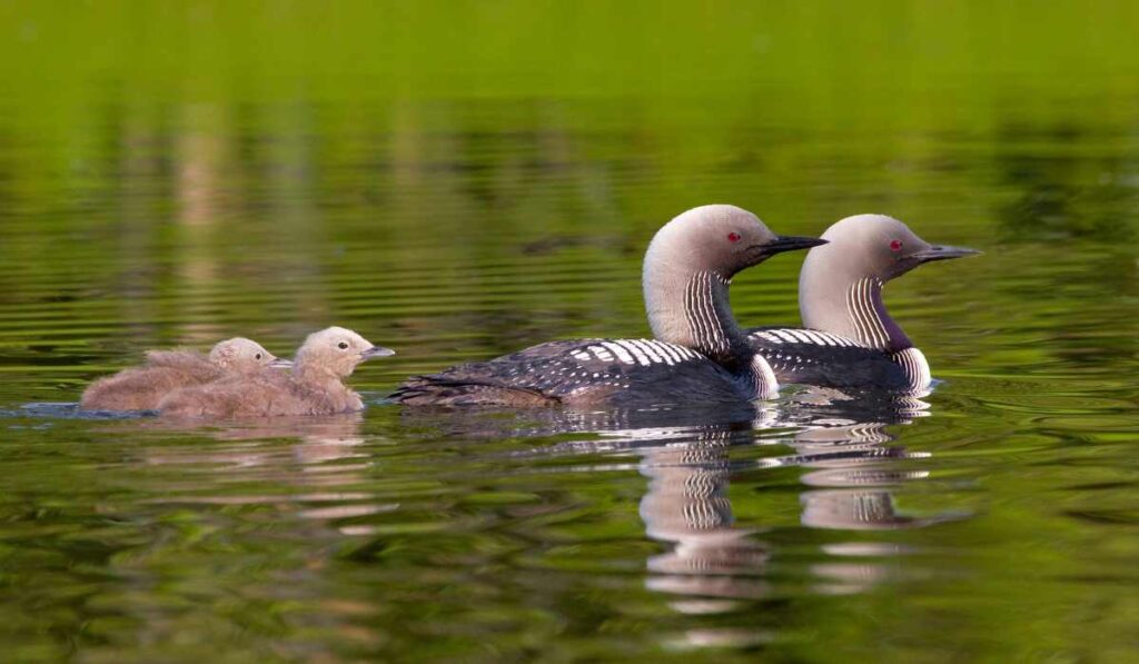 Things to do in anchorage for free - Bird watching in potter marsh